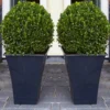 Pair Of Premium Quality Topiary Buxus BALLS With Stylish Contemporary Flared SLATE BLACK Planters