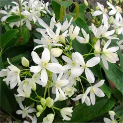 Clematis Armandii - Large 6-7ft Specimen Plant - Fragrant Evergreen Climber