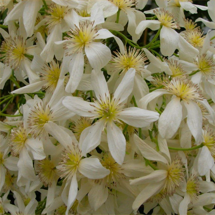 Clematis Armandii - Fragrant Evergreen Spring Flowering Clematis - Pack Of TWO Plants 2 Clematis Armandii - Fragrant Evergreen Spring Flowering Clematis - Pack Of TWO Plants - Image 2