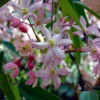 Clematis Armandii Apple Blossom - Scented Evergreen Spring Flowering Clematis
