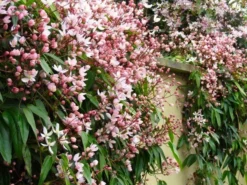 Clematis Armandii Apple Blossom - Scented Evergreen Spring Flowering Clematis -Plant Garden World c armandii appleblossom web4 750x750 1