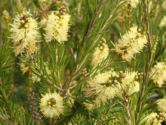 Callistemon Sieberi Widdicomb Gem - Yellow Bottlebrush 2 Callistemon Sieberi Widdicomb Gem - Yellow Bottlebrush - Image 2
