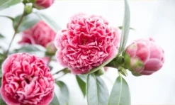 Evergreen Camellia Japonica Volunteer - Perfect For Patios -Plant Garden World camellia volunteer 1000x600 2