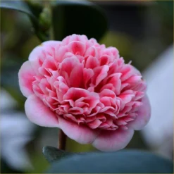 Evergreen Camellia Japonica Volunteer - Perfect For Patios