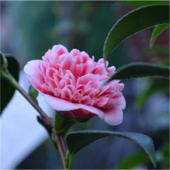 Evergreen Camellia Japonica Volunteer - Perfect For Patios -Plant Garden World camellia volunteer flower2 750x750 2