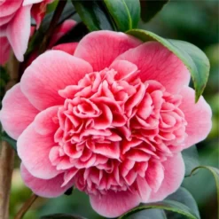 Evergreen Camellia Japonica Volunteer - Perfect For Patios -Plant Garden World camellia volunteer flower3 750x750 2
