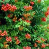 Campsis Solo Rosso - Trumpet Vine