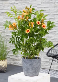 Campsis Indian Summer - Large Specimen Trumpet Vine -Plant Garden World campsis indian summer1