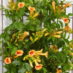 Campsis Indian Summer - Large Specimen Trumpet Vine -Plant Garden World campsis indian summer3