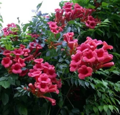 Campsis Radicans Atropurpurea - Trumpet Vine - Large 6ft Specimen