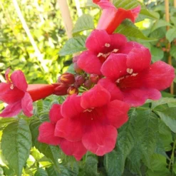 Campsis Solo Rosso - Trumpet Vine -Plant Garden World campsis solo rosso1