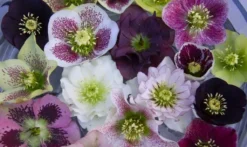 Carnival Hellebore Collection - Pack Of SIX Helleborus Plants -Plant Garden World carnival helleborus