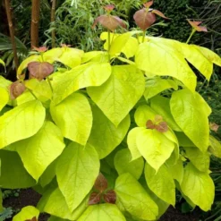 Catalpa Bignoides Aurea - Golden Indian Bean Tree - LARGE