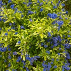 Ceanothus Lemon And Lime - Unique Gold & Green Foliage With Bright Blue Flowers -Plant Garden World ceanothus lemon lime2
