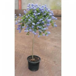 Evergreen California Lilac Tree - Patio Standard Ceanothus CONCHA Tree -Plant Garden World ceanothus tree 3