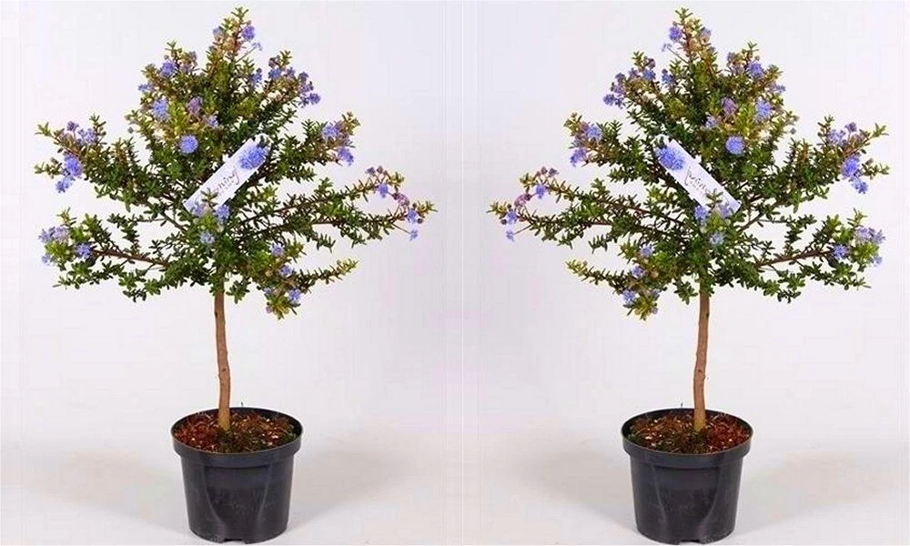 Evergreen Dwarf Cider Gum - Eucalyptus Gunnii France Bleu 4 Evergreen Dwarf Cider Gum - Eucalyptus Gunnii France Bleu - Image 4