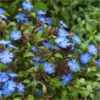 Ceratostigma Griffithii - Hardy Cobalt-Blue Plumbago