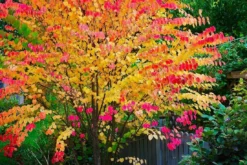 Cercidiphyllum Japonicum - Katsura Tree - Toffee Apple Tree - LARGE 9 Cercidiphyllum Japonicum - Katsura Tree - Toffee Apple Tree - LARGE -Plant Garden World cercidiphyllum 5