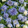 Clematis Alpina Ocean Pearl