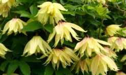 Clematis Koreana Amber -Plant Garden World clematis amber1000x600
