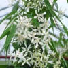 Large 6-7ft Specimen Plant - Clematis Armandii SNOWDRIFT - Fragrant Evergreen Climber