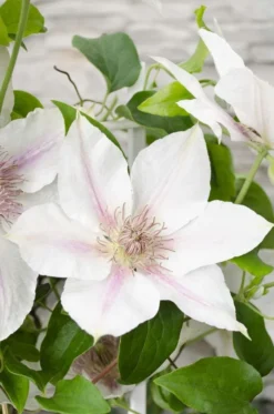 Clematis Corrine - Summer Flowering Clematis -Plant Garden World clematis boulevard corinne 1