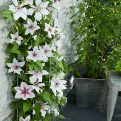 Clematis Corrine - Summer Flowering Clematis -Plant Garden World clematis boulevard corinne 3