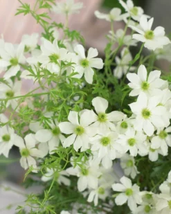 Clematis Cartmanii Avalanche - Large 6-7ft Specimen Plant - Early Flowering Evergreen Clematis