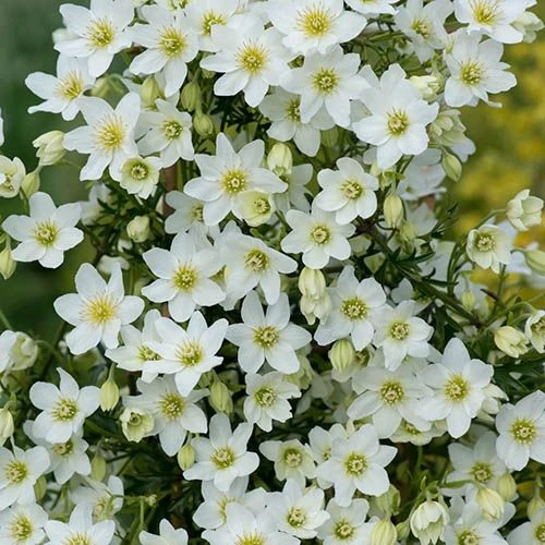 Clematis Cartmanii White Abundance - Evergreen 1 Clematis Cartmanii White Abundance - Evergreen