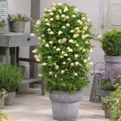 Clematis Koreana Amber -Plant Garden World clematis chiisanensis amber pbr stueck 72208 31