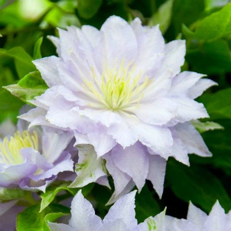 Clematis Dancing King - Late Spring Flowering Clematis 2 Clematis Dancing King - Late Spring Flowering Clematis - Image 2