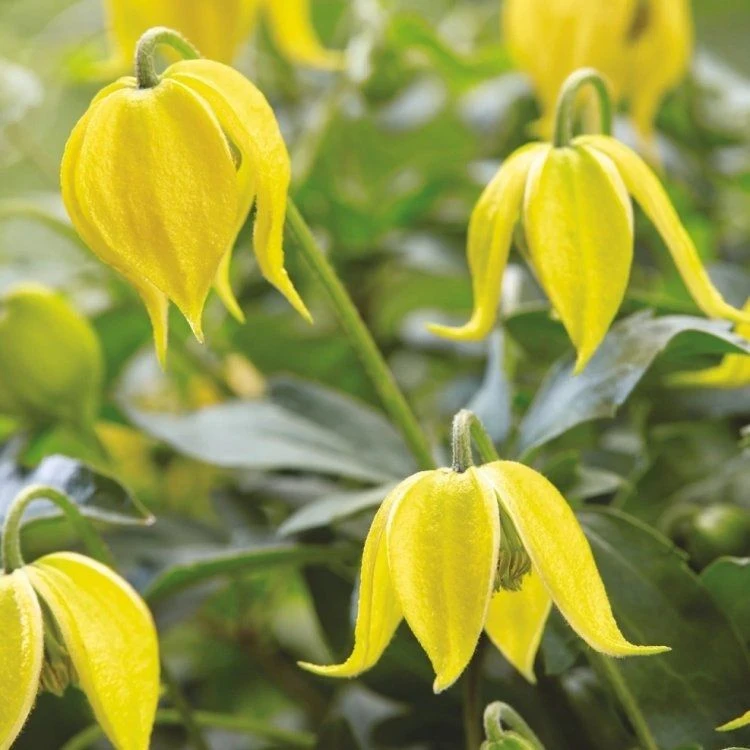 Clematis Little Lemons 2 Clematis Little Lemons - Image 2