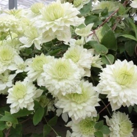 Clematis Manju - New & Exclusive Double Flowering Clematis 1 Clematis Manju - New & Exclusive Double Flowering Clematis