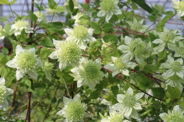 Clematis Manju - New & Exclusive Double Flowering Clematis 3 Clematis Manju - New & Exclusive Double Flowering Clematis - Image 3