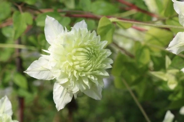 Clematis Manju - New & Exclusive Double Flowering Clematis 2 Clematis Manju - New & Exclusive Double Flowering Clematis - Image 2