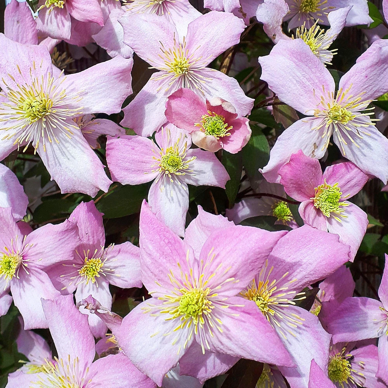 Clematis Montana Pink Perfection 1 Clematis Montana Pink Perfection