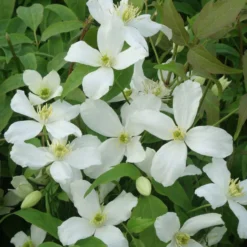 Clematis Montana Grandiflora - Large 6-7ft Specimen Plant - White Anemone Clematis