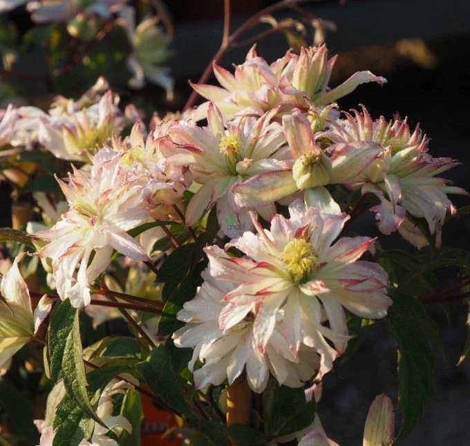 Clematis Montana Jenny Kaey 1 Clematis Montana Jenny Kaey