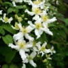 Clematis Montana 'Var. Wilsonii'
