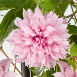 Clematis Multi Pink - Stunning Brand New & Exclusive Hardy Climbing Summer Flowering Clematis -Plant Garden World clematis multi pink 3