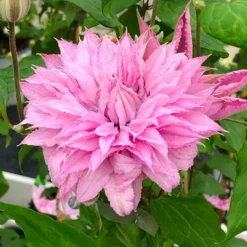 Clematis Multi Pink - Stunning Brand New & Exclusive Hardy Climbing Summer Flowering Clematis -Plant Garden World clematis multi pink 4