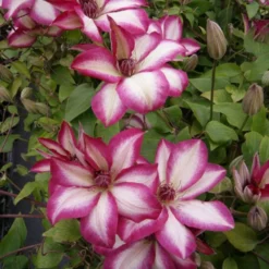 Clematis Picotee - Pink Kissed Summer Flowering Clematis -Plant Garden World clematis picotee2