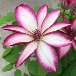 Clematis Picotee - Pink Kissed Summer Flowering Clematis -Plant Garden World clematis picotee4