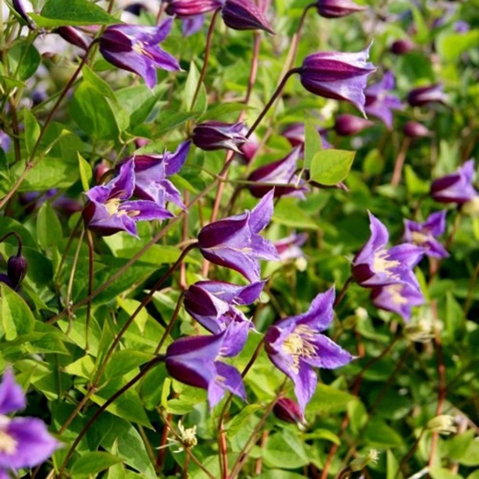 Clematis Prince William 1 Clematis Prince William
