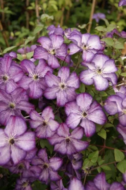 Clematis Super Nova -Plant Garden World clematis super nova1