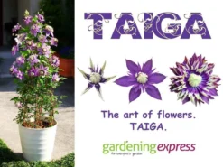 Clematis Taiga - Stunning Brand New & Exclusive Hardy Climbing Tiger Clematis Florida 'Taiga' -Plant Garden World clematis taiga new art of flowers 1 1 6