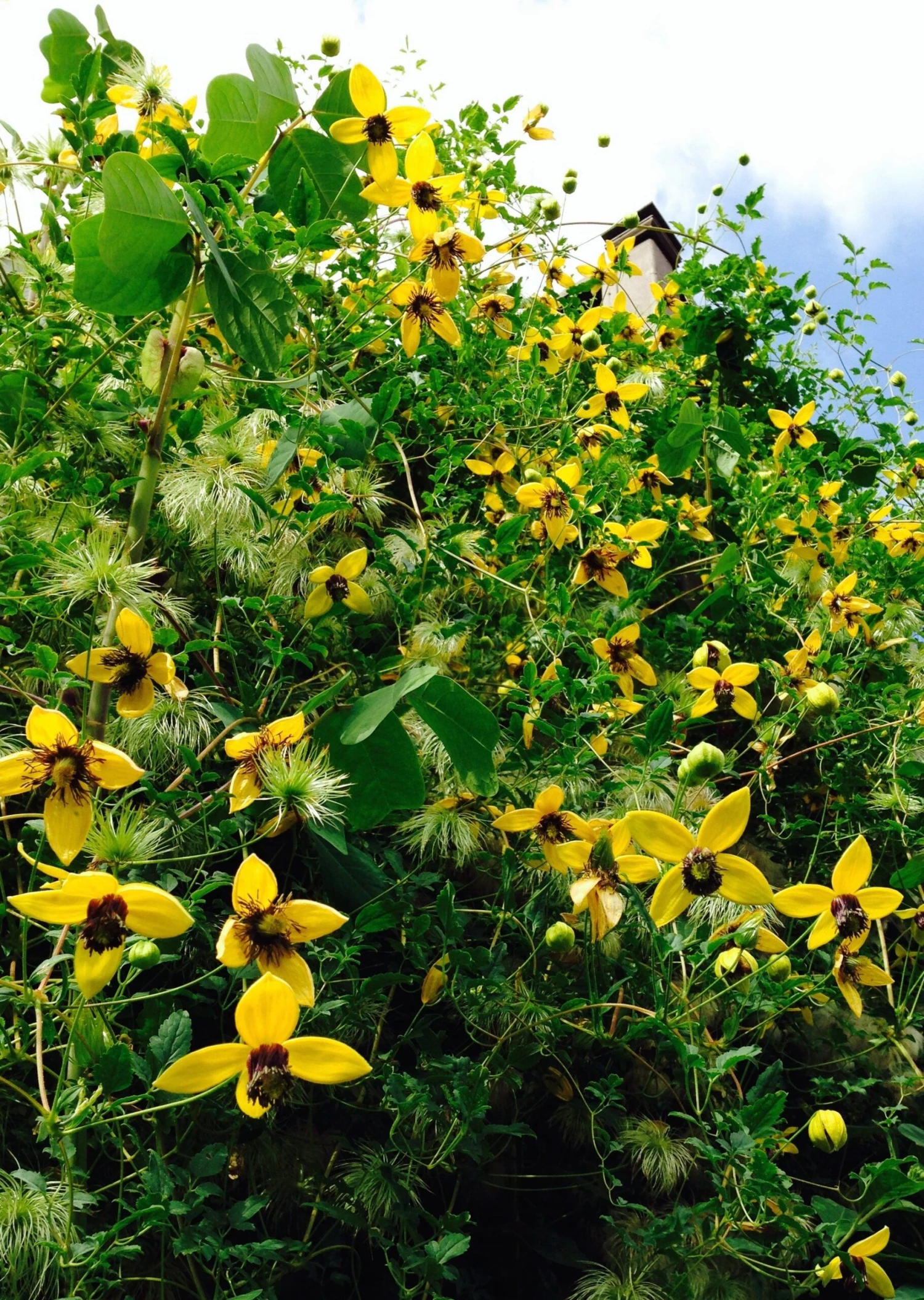 Large 6-7ft Specimen Climber - Clematis Tibetana Tangutica Bill MacKenzie - Orange Peel Clematis 2 Large 6-7ft Specimen Climber - Clematis Tibetana Tangutica Bill MacKenzie - Orange Peel Clematis - Image 2