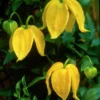 Large 6-7ft Specimen Climber - Clematis Tibetana Tangutica Bill MacKenzie - Orange Peel Clematis