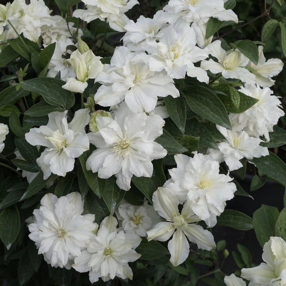 Clematis White Arabella 1 Clematis White Arabella