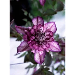 Clematis Cassis - Summer Flowering Clematis -Plant Garden World clematis cassis 1